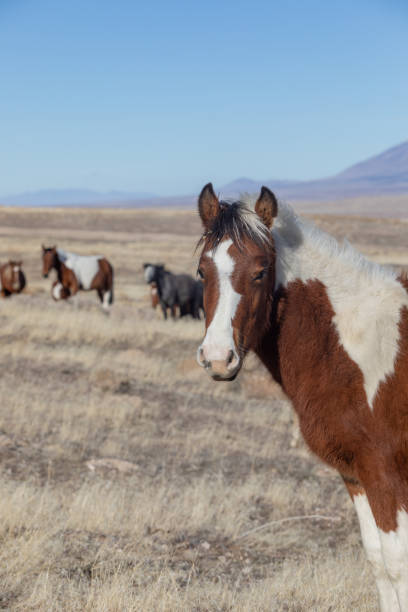 istock Wild Horse in the Utah Desert 1139297288