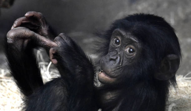 istock Young Female Bonobo 1139297676