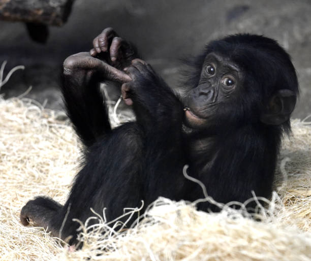 istock Young Female Bonobo 1139297682
