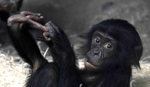 istock Young Female Bonobo 1139297694