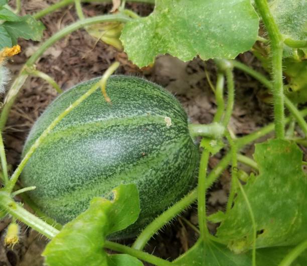 istock Ripe watermelon on vine ready for harvesting 1139298950
