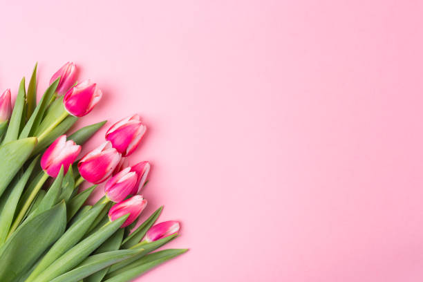 istock Spring rose background with spring flowers tulips. Free space. Copy space.Top view. Mother's day. Woman's day. St Valentine's Day. 1139298960