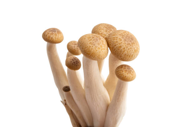 istock Shimeji mushrooms isolated 1139299349