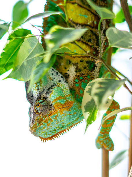 istock Green and yellow veiled chameleon 1139300054
