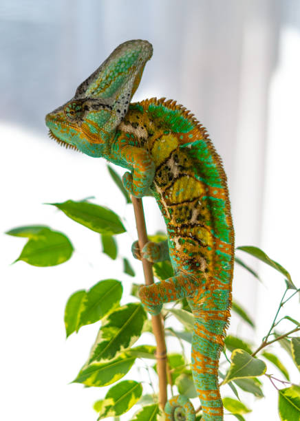 istock Green and yellow veiled chameleon 1139300611
