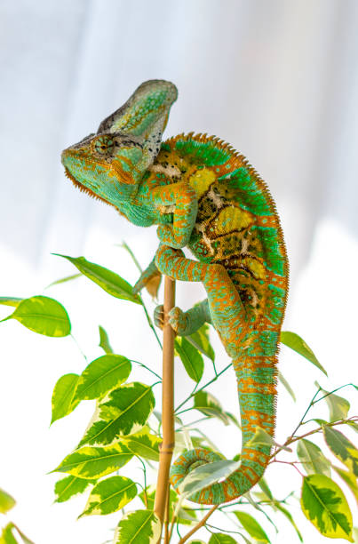 istock Green and yellow veiled chameleon 1139300725
