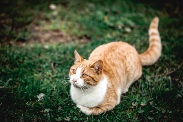 istock waiting cat in the forrest 1139300767
