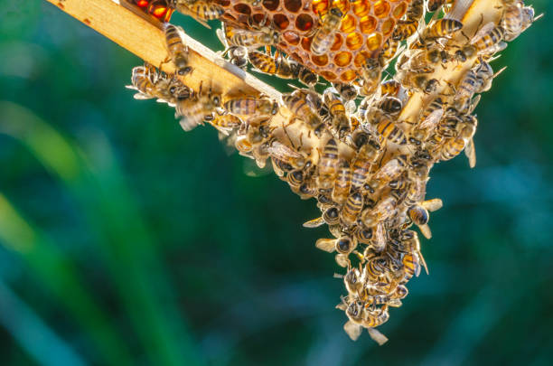 istock Hardworking bees on honeycomb in apiary in late summertime 1139300785
