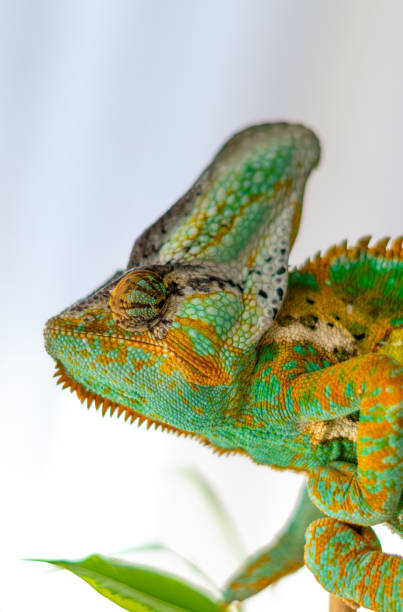 istock Green and yellow veiled chameleon 1139300820