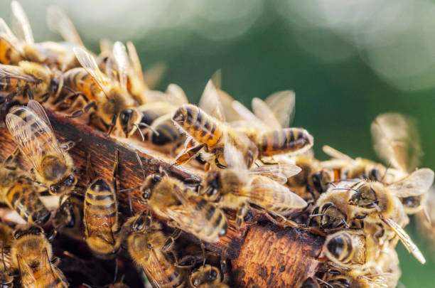istock Hardworking bees on honeycomb in apiary in late summertime 1139301403