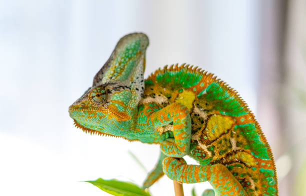 istock Green and yellow veiled chameleon 1139301457