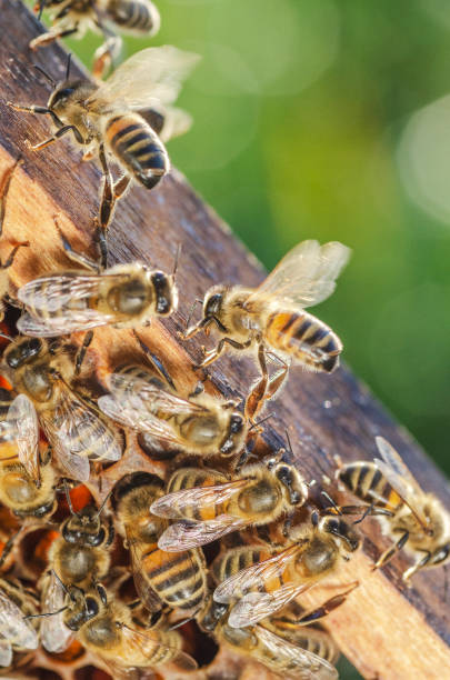 istock Hardworking bees on honeycomb in apiary in late summertime 1139301487