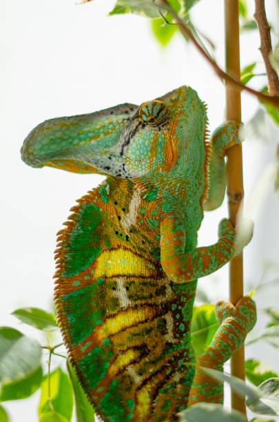 istock Green and yellow veiled chameleon 1139301609
