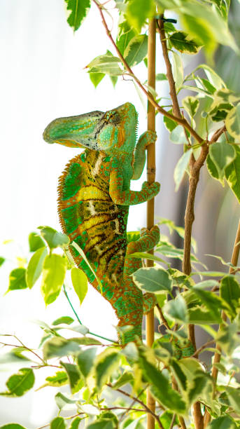 istock Green and yellow veiled chameleon 1139301923