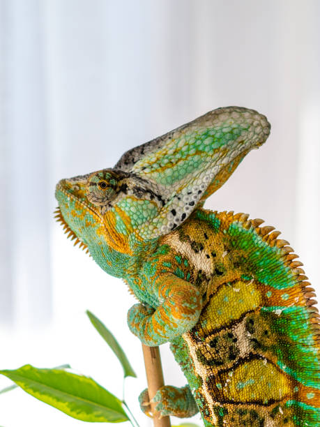 istock Green and yellow veiled chameleon 1139301987