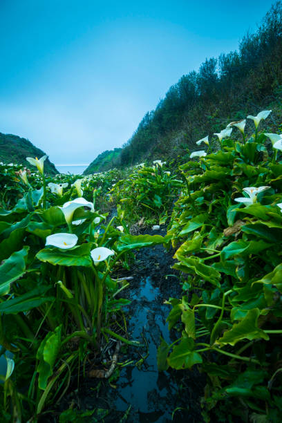 istock Wild Calla Lilly on Californai coast 1139302014