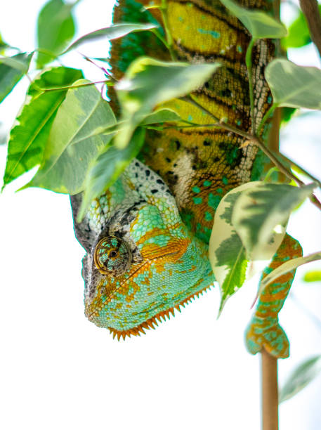 istock Green and yellow veiled chameleon 1139302667