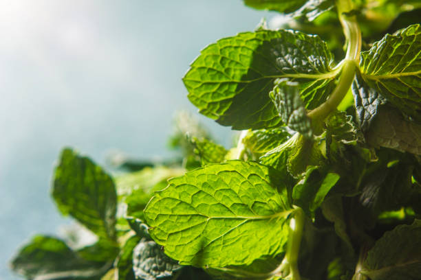 istock Bunch of raw fresh mint 1139304624
