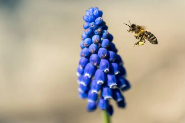 Pollen collecting bee and a blue grape hyacinth