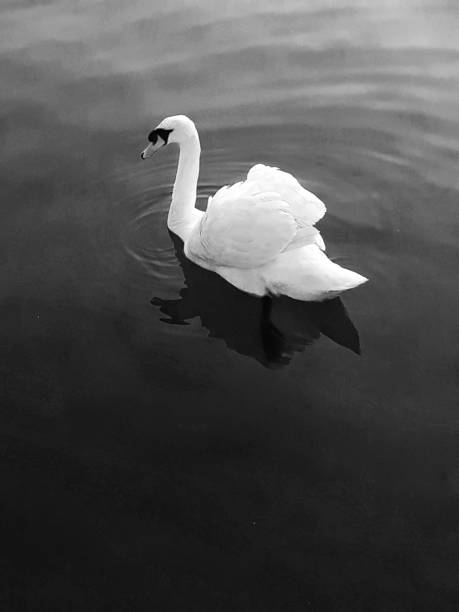 istock Lone swan on black lake 1139305062
