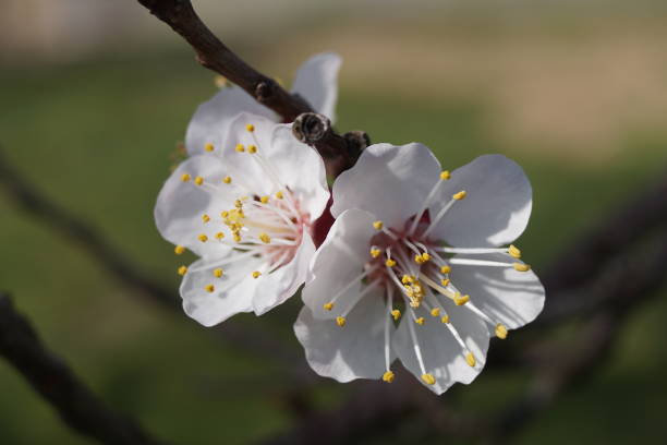 istock Apricot blossom, Austria, March 2019 1139306585