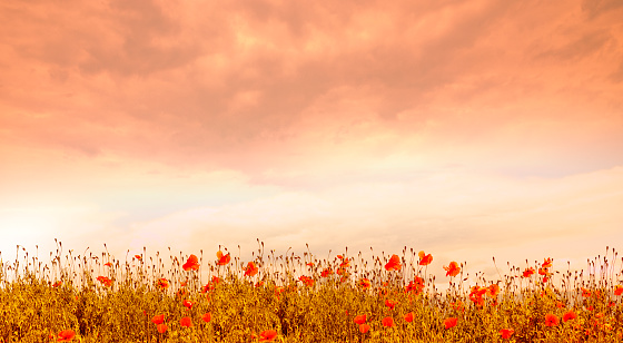 Poppies at Sunset with red sky