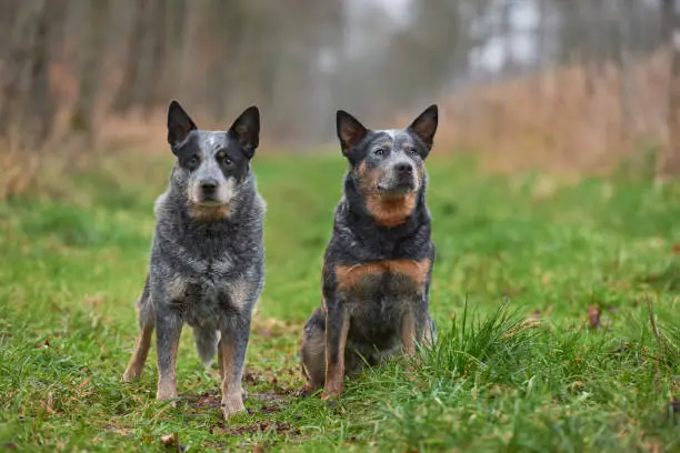 Australian Cattle Dog in the Belgian nature.