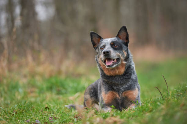 Australian Cattle Dog Australian Cattle Dog in the Belgian nature. australian cattle dog stock pictures, royalty-free photos & images