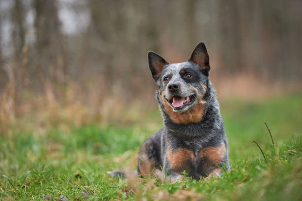 호주 가축 개 - cattle dog 뉴스 사진 이미지