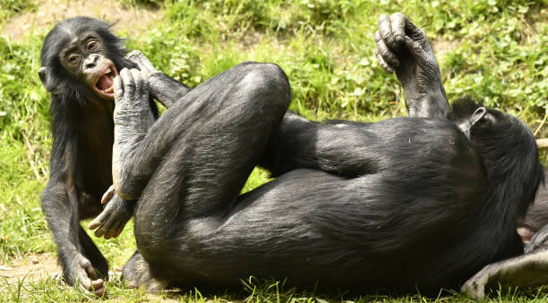 bonobo 아빠과 아기 딸 - animal ape monkey bonding 뉴스 사진 이미지