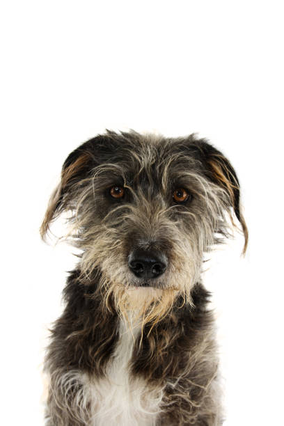 istock PORTRAIT SERIOUS BLACK DOG ISOLATED ON WHITE BACKGROUND. 1139308555