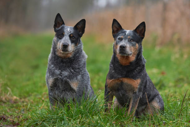 Australian Cattle Dog Australian Cattle Dog in the Belgian nature. australian stumply tail cattle dog astcd stock pictures, royalty-free photos & images