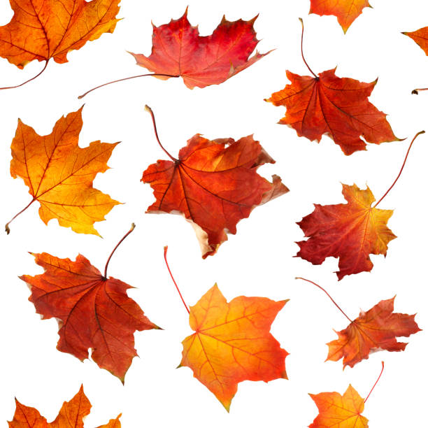 istock Seamless pattern of natural  autumn orange  leaves falling down Isolated on white background for print 1139309638
