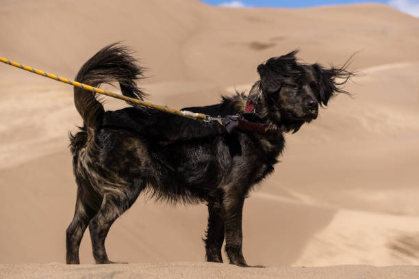 Dog Hiking in Sand Dunes The Great Sand Dunes National Park, near Alamosa, Colorado. great sand dunes national park stock pictures, royalty-free photos & images