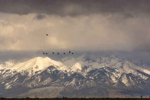 istock Sandhill Cranes in Colorado 1139311122