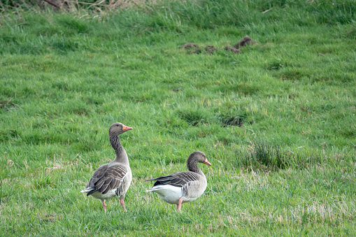 two grey geese stand on a meadow and cackle and eat