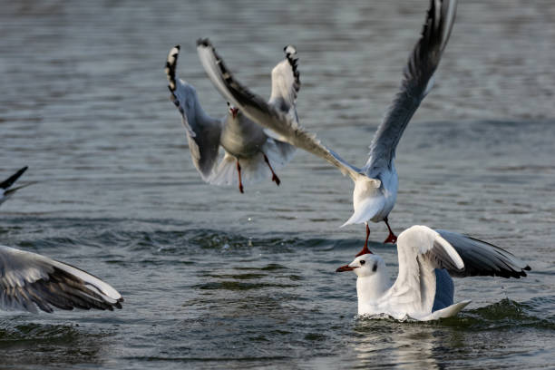 istock Seagulls landing on water 1139316392