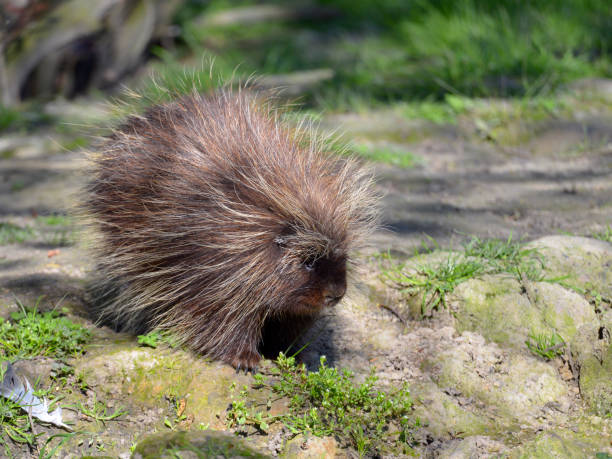 istock North American porcupine 1139317721