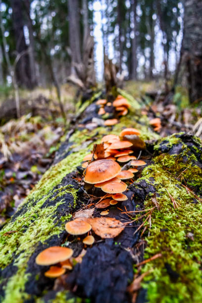 istock Forest landscape with mushrooms on a tree 1139319494