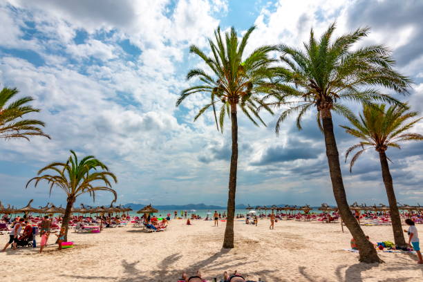 Palm trees on Alcudia beach, Mallorca, Balearic islands, Spain