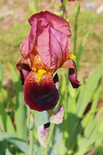 istock Burgundy iris flower on garden summer background. 1139324809