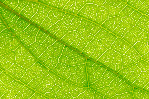 Leaf Close-up view of a green coloured leaf green leaf lettuce stock pictures, royalty-free photos & images