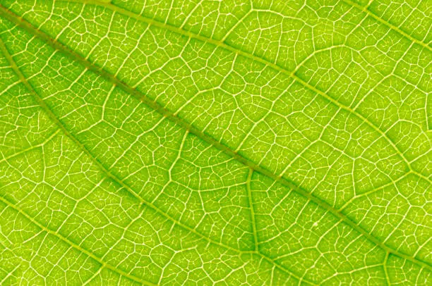 Photo of Leaf