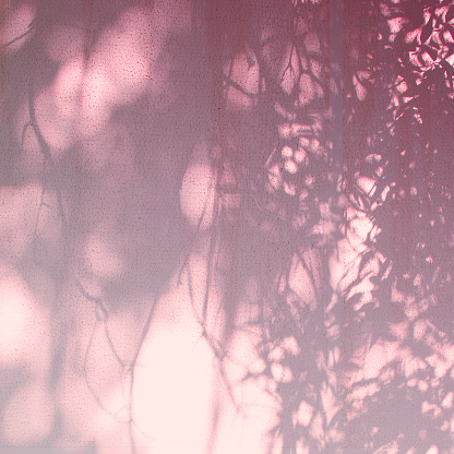 The pink, rose Tree shadow cast over on white concrete wall
