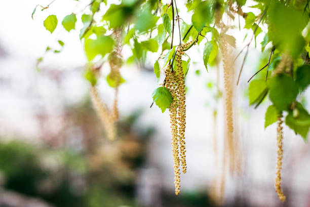 Spring blossoms tree birch with young green leaves. Spring blossoms tree birch with young green leaves