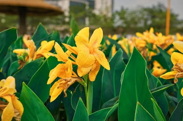Yellow Canna flower in a garden, shot at Eco Park, Saltlake @ Kolkata