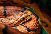 Portrait of resting coiled corn snake