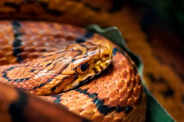 Portrait of resting coiled corn snake. The fact that these snakes are not poisonous, attractive pattern, and comparatively simple care make them popular pet snakes.