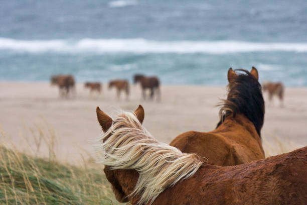 Two beautiful brown Irish Horses graze in a lush green field near a beautiful Atlantic ocean bay. The sky is light and golden as the sun sets over the horizon.
