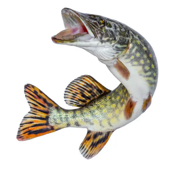 Photo of Fish pike. Jumping out of the water. Emblem isolated on a white background